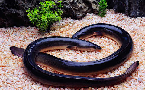 养生食材 — 鳗鱼