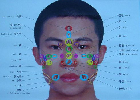 面部反射区图透析面部与脏器的对应关系