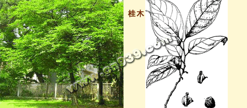 果实类桂木