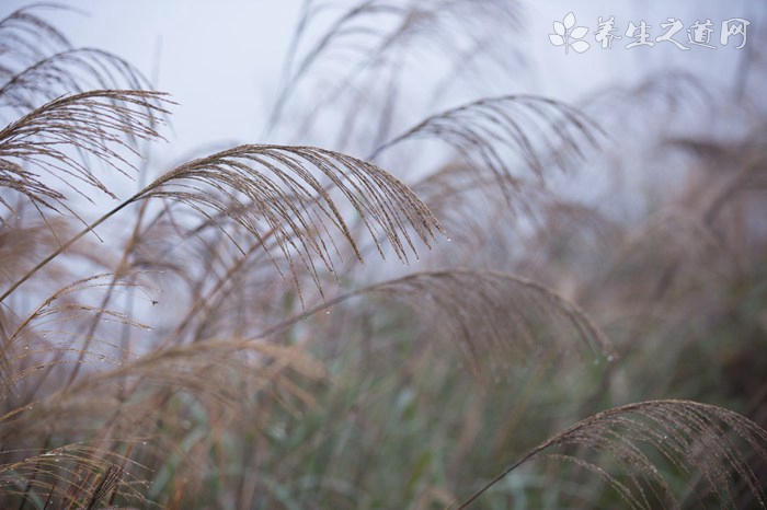 巴比松画家村景点简介_巴比松画家村怎么去_巴比松画家村怎么样_巴比