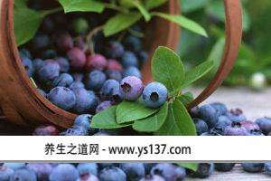 蓝莓是哪里的特产蓝莓树长什么样子-蓝莓树长
