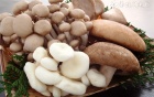 台湾平菇的吃法_哪些人不能吃台湾平菇