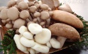 花菇与香菇的区别
