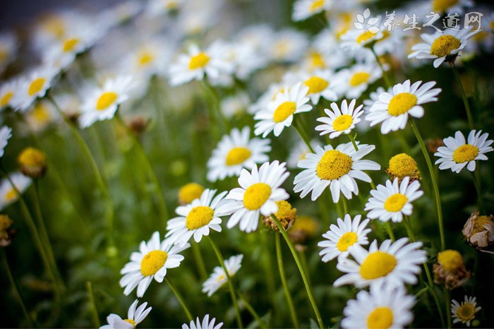 蒲公英治雀斑的方法