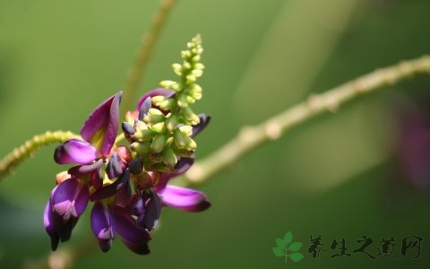 耳鸣吃什么药最有效_医学健康