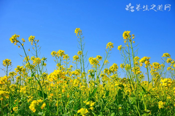 桃膠的營養價值_吃桃膠的好處