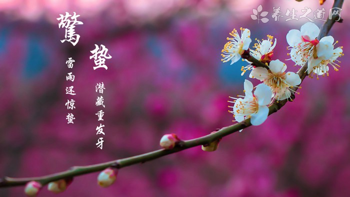 小叶双眼龙的功效与作用_中草药_中医养生_养生之道网