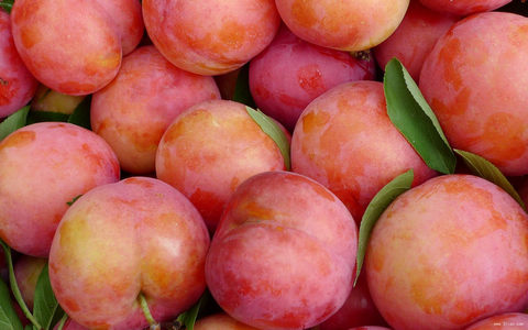 学名:李子,英文:plum