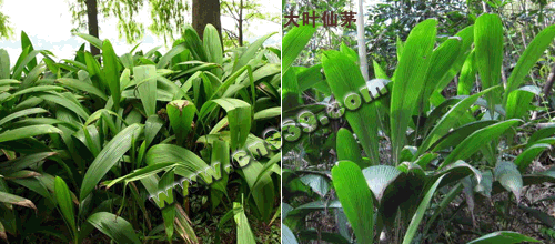 根茎类大叶仙茅