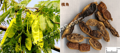 果实类—槐角_中医药方_健康科普_养生之道网