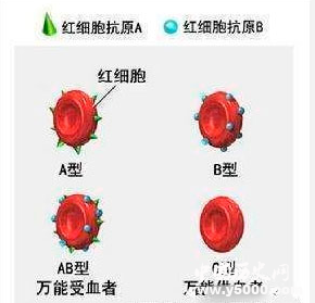 中国人口血型分布_中国人血型地理分布图